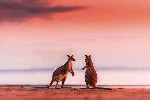 Wildlife Tour - Kangaroos On The Beach At Sunrise - Hotel Accommodation 0