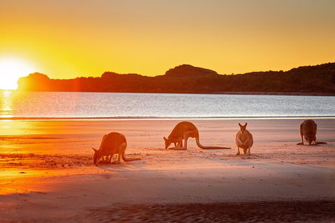 Wildlife Tour - Kangaroos On The Beach At Sunrise - Hotel Accommodation 13