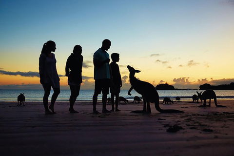 Wildlife Tour - Kangaroos On The Beach At Sunrise - Hotel Accommodation 6