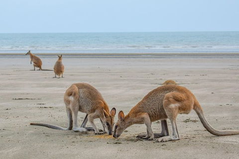 Wildlife Tour - Kangaroos On The Beach At Sunrise - Hotel Accommodation 3
