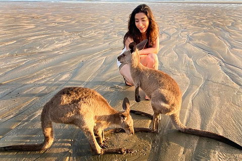 Wildlife Tour - Kangaroos On The Beach At Sunrise - Hotel Accommodation 7