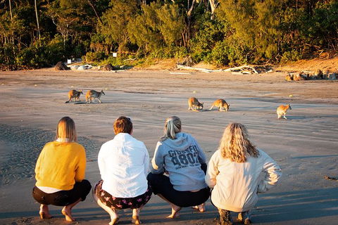 Wildlife Tour - Kangaroos On The Beach At Sunrise - Hotel Accommodation 12