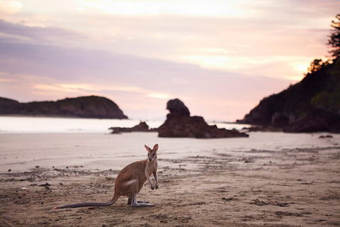 Wildlife Tour - Kangaroos On The Beach At Sunrise - Hotel Accommodation 8