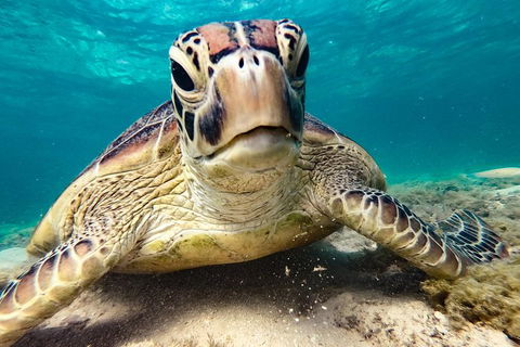 2Day 2 Night Sail, Snorkel & SUP Adventure Whitsundays Single - Hotel Accommodation 7