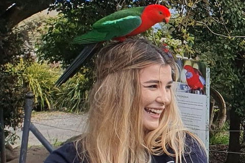 Oâ€™Reillyâ€™s Rainforest Retreat And Winery Day Tour From Nerang - Hotel Accommodation 4