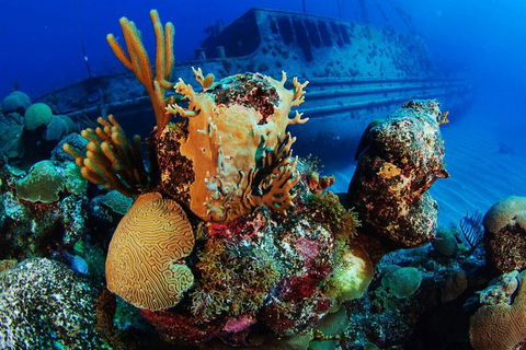 PADI Diving Courses On The Gold Coast - Hotel Accommodation 3