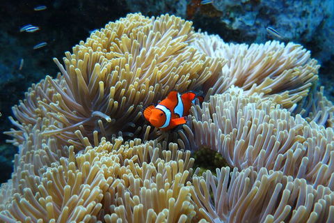 PADI Diving Courses On The Gold Coast - Hotel Accommodation 4