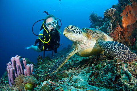 PADI Diving Courses On The Gold Coast - Hotel Accommodation 1