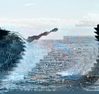 PRIVATE Whale Watching Tour - up to 11 people in your group - Hotel Accommodation