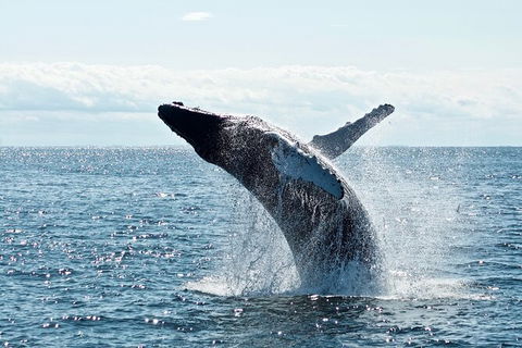 PRIVATE Whale Watching Tour - Up To 11 People In Your Group - Hotel Accommodation 0