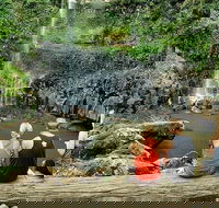 Private Half-Day Springbrook National Park Eco Tour - Up to 6 people - Hotel Accommodation