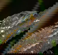 Family Night Walking Tour at Tropical Rainforest in Daintree