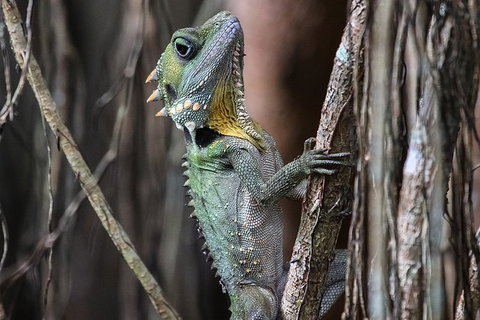 Mossman Gorge Adventure Day - Hotel Accommodation 3