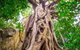 Mossman Gorge Adventure Day - thumb 5
