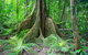 Mossman Gorge Adventure Day - thumb 1