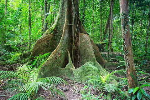 Mossman Gorge Adventure Day - Hotel Accommodation 1