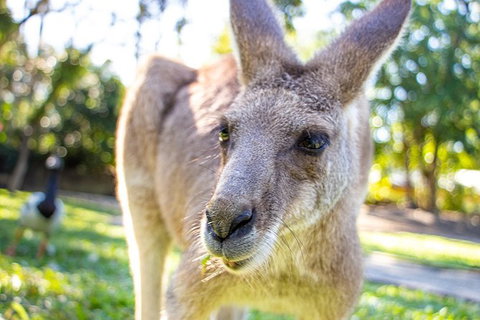 Virtual Interactive Australian Wildlife Tour With Private Guide-Wildlife Habitat - Hotel Accommodation 6