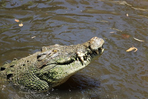 Virtual Interactive Australian Wildlife Tour With Private Guide-Wildlife Habitat - Hotel Accommodation 2