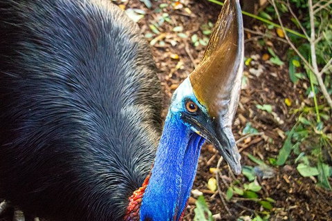 Virtual Interactive Australian Wildlife Tour With Private Guide-Wildlife Habitat - Hotel Accommodation 5