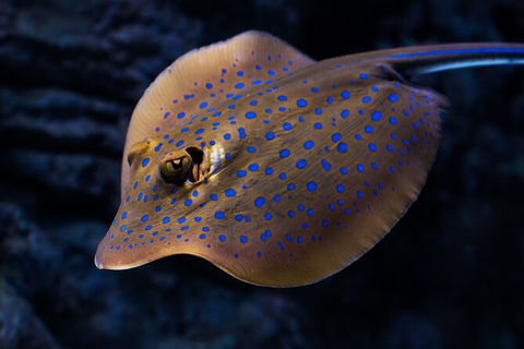 Cairns Aquarium Tour By Twilight With Drink And Appetiser - Hotel Accommodation 5