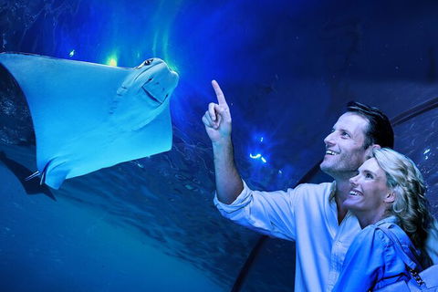 Cairns Aquarium Tour By Twilight With Drink And Appetiser - Hotel Accommodation 0