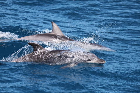 Sandy Straits Scenic & Wildlife Cruise - Hotel Accommodation 1