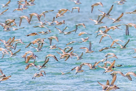 Sandy Straits Scenic & Wildlife Cruise - Hotel Accommodation 4