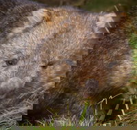 Cradle Mountain Wildlife Spotting after Dark - Hotel Accommodation