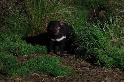 After Dark Tasmanian Devil Feeding Tour At Cradle Mountain - Hotel Accommodation 1