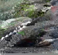 After Dark Tasmanian Devil Feeding Tour at Cradle Mountain - Hotel Accommodation