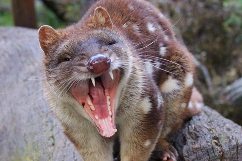 After Dark Tasmanian Devil Feeding Tour At Cradle Mountain - Hotel Accommodation 4