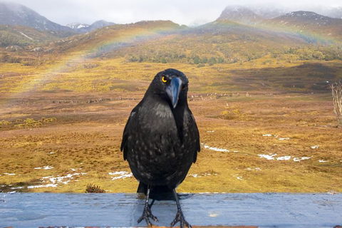 Cradle Mountain Park Explorer - Hotel Accommodation 5