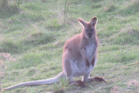 Maria Island And East Coast Five Day Cruise - Hotel Accommodation 7