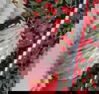 Cruise Ship Excursion Gourmet Food  Wine