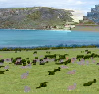 Cruise Ship Excursion Stanley