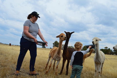 Alpaca Farm Tours With Toffeemont - Hotel Accommodation 4