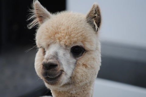 Alpaca Farm Tours With Toffeemont - Hotel Accommodation 0