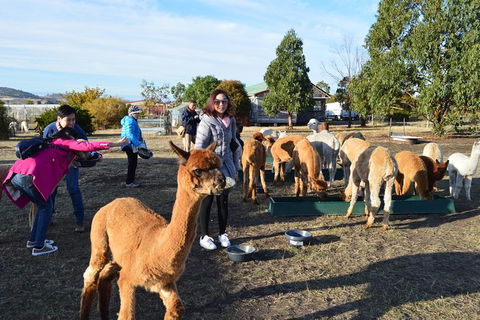 Alpaca Farm Tours With Toffeemont - Hotel Accommodation 5
