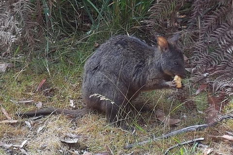 Cruise Ship Excursion: NW Tassie Coastal Explorer - Hotel Accommodation 5