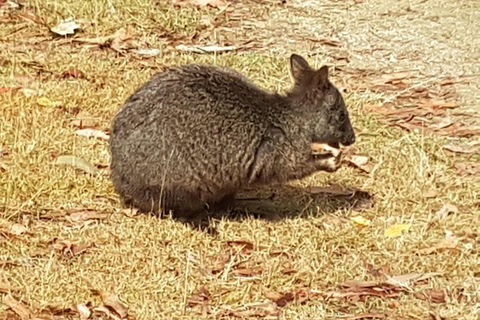 Cruise Ship Excursion: NW Tassie Coastal Explorer - Hotel Accommodation 4