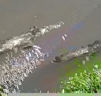 Cruise Ship Excursion NW Tassie Coastal Explorer