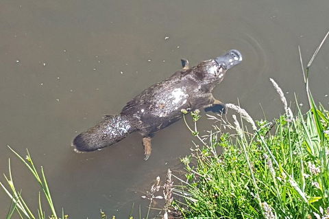 Cruise Ship Excursion: NW Tassie Coastal Explorer - Hotel Accommodation 0