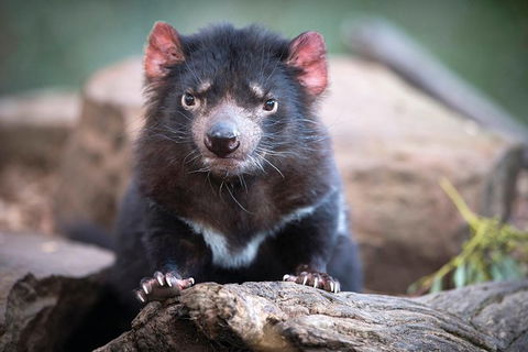 Cruise Ship Special From Hobart: Richmond And Bonorong Wildlife Park Shuttle - Hotel Accommodation 0