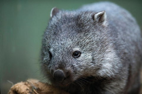 Cruise Ship Special From Hobart: Richmond And Bonorong Wildlife Park Shuttle - Hotel Accommodation 2