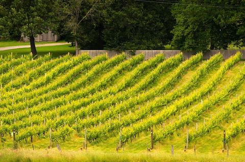 All Inclusive Wine Tour Up The Derwent Valley Hobart: Local Wines & Cheeses - Hotel Accommodation 3
