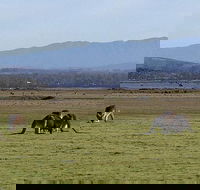Spend a day in one of Tasmania's best wildlife National Park's - Hotel Accommodation