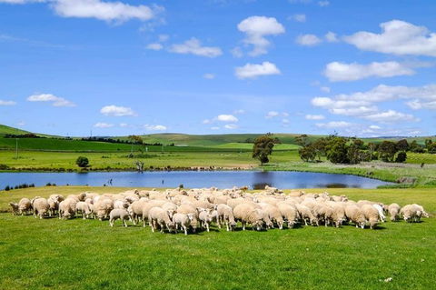 Mount Field Private Charter Service - Hotel Accommodation 5