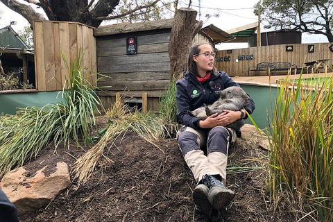 Bonorong Wildlife Volunteer Tour - Hotel Accommodation 5