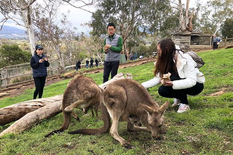 Bonorong Wildlife Volunteer Tour - Hotel Accommodation 3