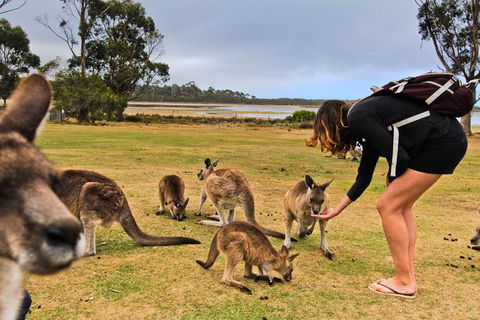 4-Day Fabulous Tasmania Tour: Wineglass Bay, Port Arthur, Devils & Bruny Island - Hotel Accommodation 5